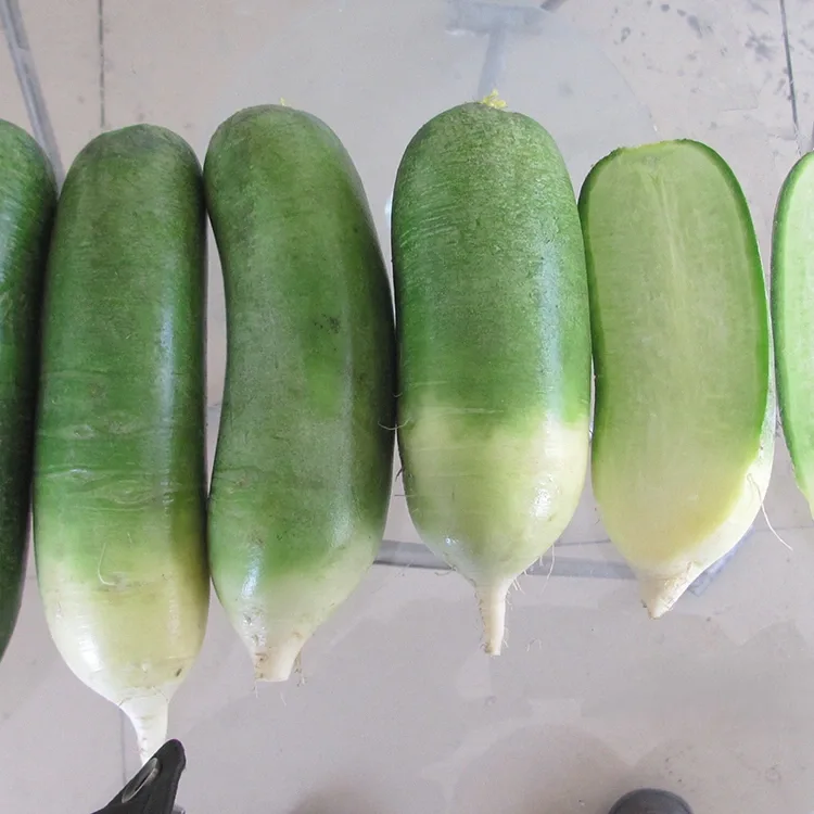 Croquant Green Radi