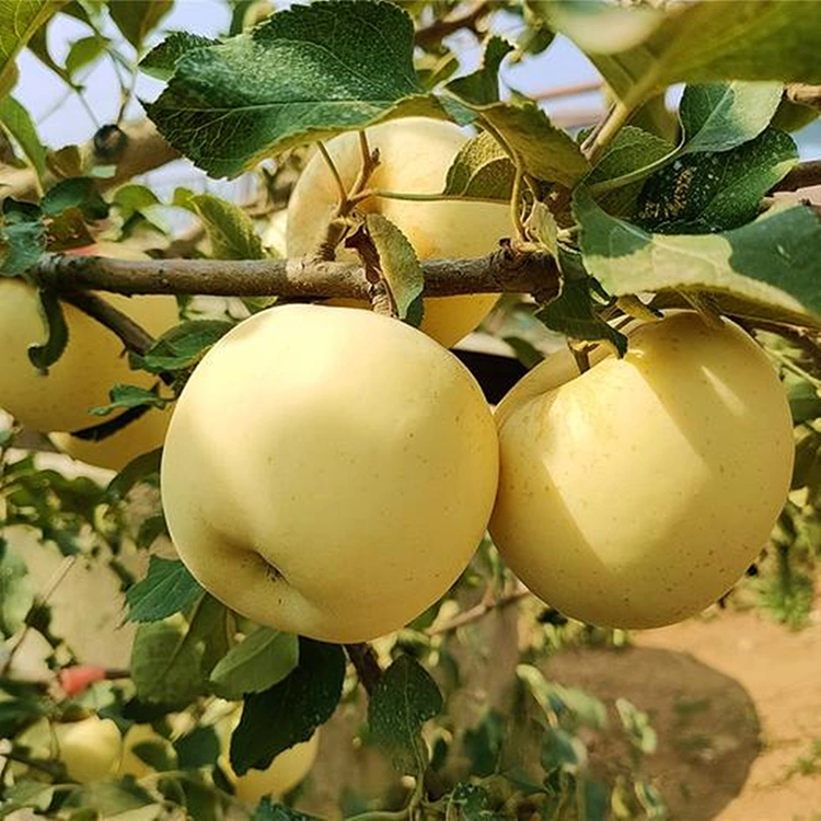 Fresh Golden bon gou pòm