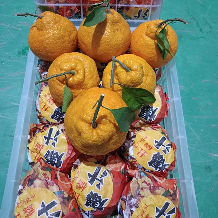 Fresh Shiranui Mandarin