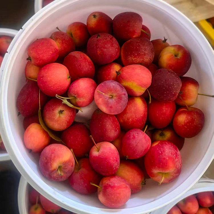 High-Grade New-Crop Chinwa Cherry Apple