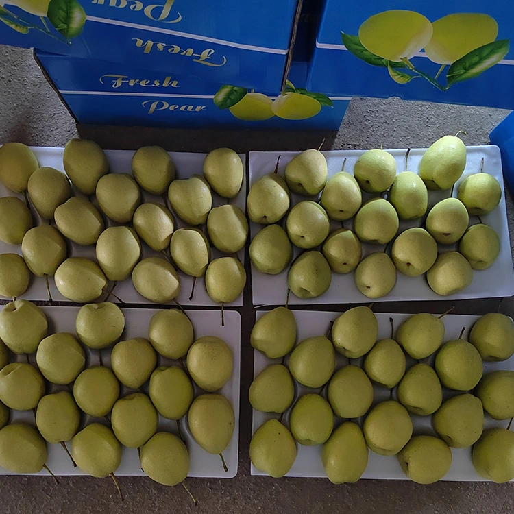 Natirèlman Sweet Shandong Pears