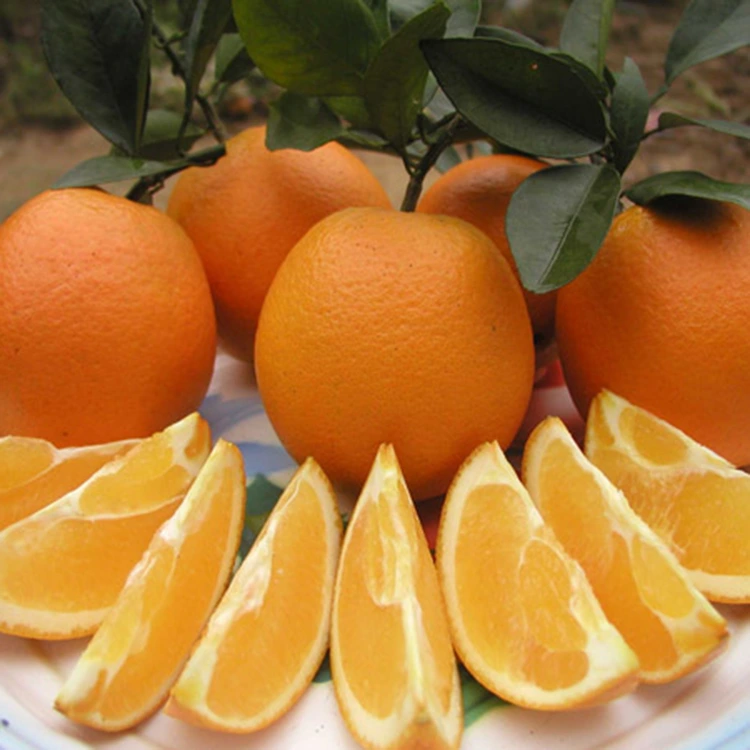 Premium fre juicy dous lonbrit zoranj