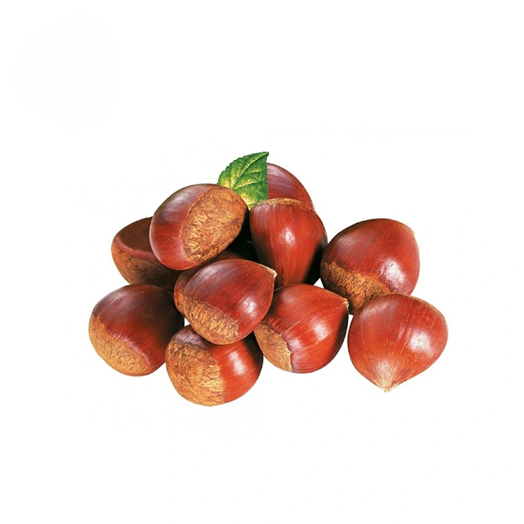 Chestnuts Premium Kalite
