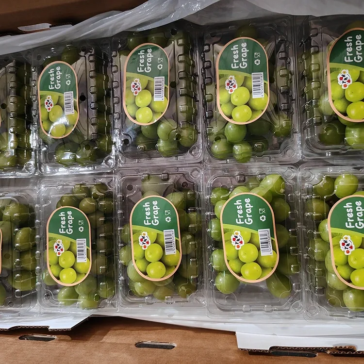 Chwazi Rezen Fresh Shine Muscat