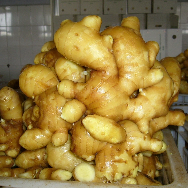 Ginger pikant fre aromat